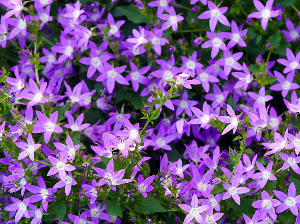 campanula-gfe67a423b_1920