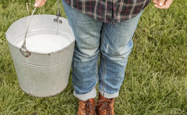 woman-collecting-milk-from-cow